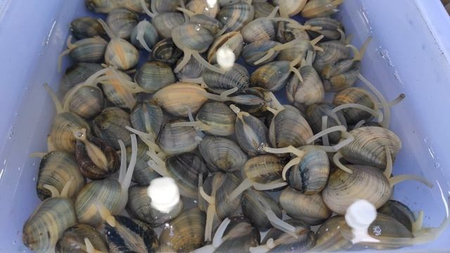 ?➊ Рынок на Раваи 2022 - Морепродукты купите здесь! Пхукет на раваях. Rawai fresh seafood market!