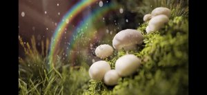 Грибная радуга - Рекомендовано природой