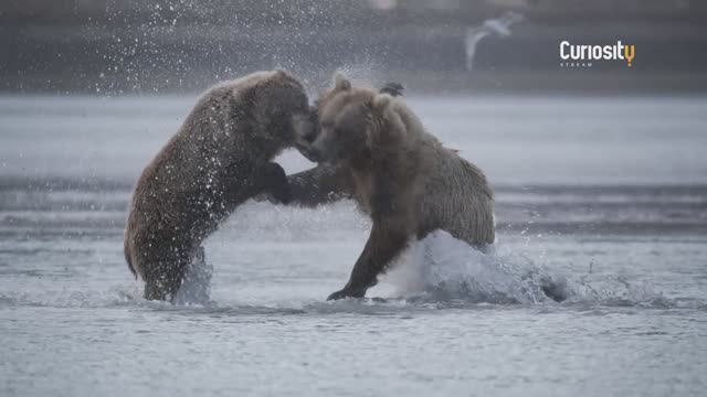 Дневник Путешественника: Медведи Катмая
