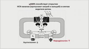 Свойства и особенности миокарда, механизмы регуляции