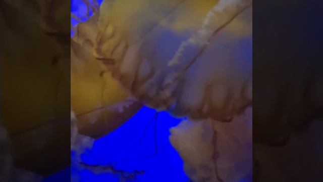 #garageband #jellyfish #guitar #schecter #diamonds #eddieclavelle #mindmeld смотреть онлайн