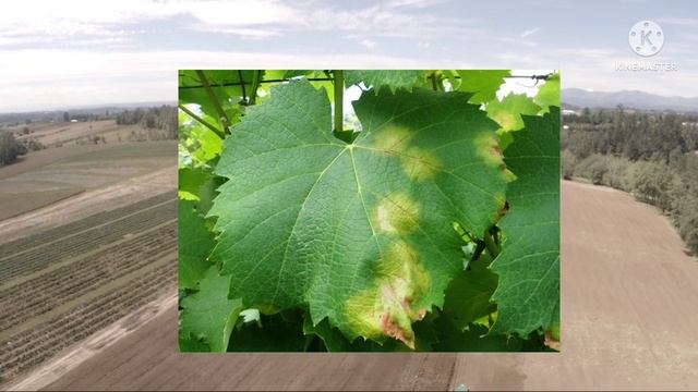 polyram fungicide polyram BASF fungicide| polyram बुरशीनाशक माहिती|@AapliShetiAaplshivarD смотреть онлайн