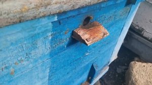 Мешотчатый расплод Черная пчела предвестник беды на пасеке