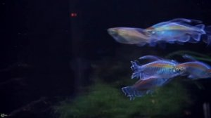 Тетра конго – средний рыбсик для новичков