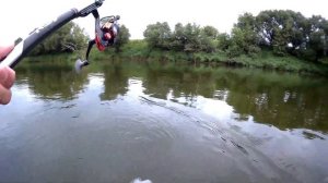 Плотва Голавль попал на клёв ловля в проводку на пшеницу