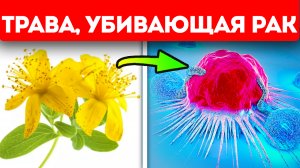 Наконец-то мы знаем правду! Учёным удалось найти растения, губительные для раковых клеток
