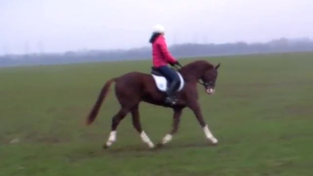 шаг рысь галоп смотреть онлайн