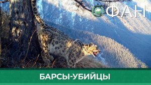 Хозяйке фермы на Алтае компенсировали стоимость 27 убитых снежными барсами овец и коз