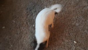 Самая виноватая собака в мире ЧИХУАХУА ll very guilty dog