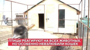 В гостях у эму: как благовещенская семья разводит страусов, которые не страусы