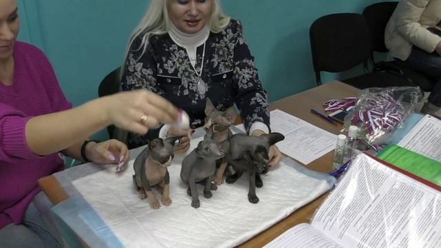 Кошка продается в разведение или не в разведение?