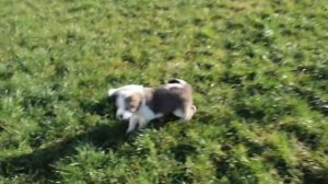 Щенки Алабая.