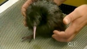 Птичка киви ⁄ Kiwi bird