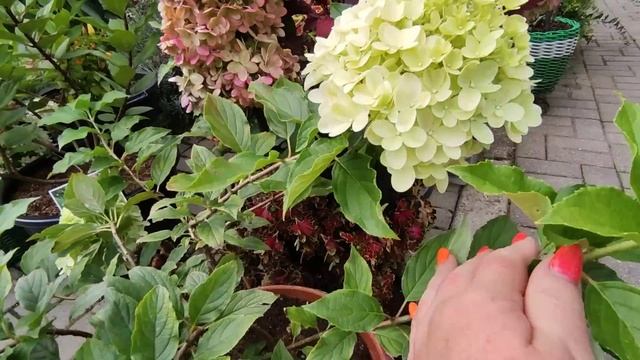 30 августа 2023 г.Гортензии меняют цвет смотреть онлайн