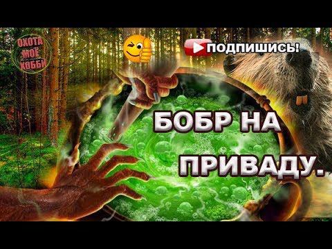 Ловля бобра на "зелье" КП-250,320. Hunting for beaver. смотреть онлайн