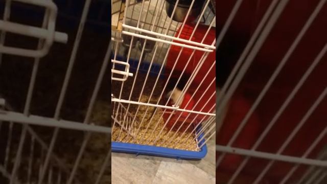 Выпускники питомника Rattus Perfectus (литеры "О3" и "Н3"). смотреть онлайн