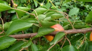 Абрикос сорта Цунами.Ультраранний.