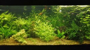 Аквариум 300 литров 2 месяца после запуска. Передний план.