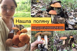Нашла поляну подосиновиков
