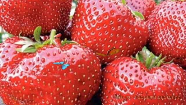 Земляника садовая Гигантелла (fragaria ananassa) ? обзор: как сажать, саженцы земляники Гигантелла