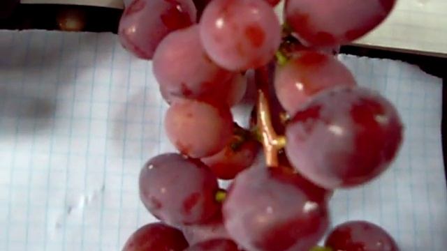 Влияние опылителей на виноград Виктория.