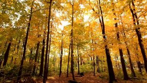 Медитация в Ходьбе | Дзен Ходьба