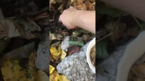 Сбор семян низкорослых Георгин