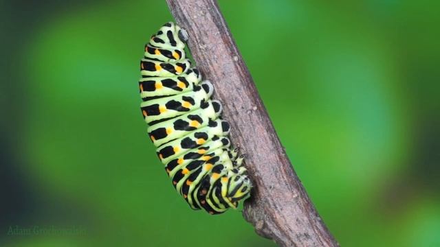 Махаон. Полный цикл жизни бабочки. смотреть онлайн