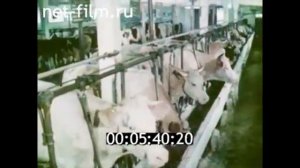 1982г  совхоз Красный Октябрь Стародубский район Брянская область