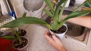 ПЕРВАЯ ПОМОШЬ  орхидее при обнаружении клеща. Орхидеи камбрия, онцидиум.