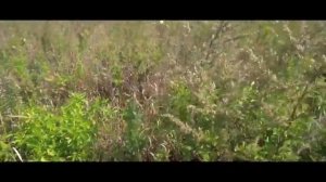Полынь. Чистим дом.