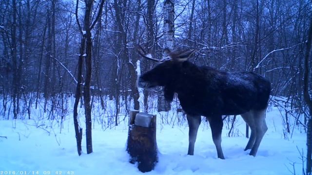 гость на солонце смотреть онлайн