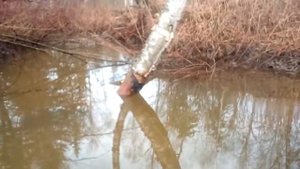 Охота на бобра капканами на платине .