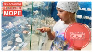 Лазаревское / в Лазаревском  БЕСПЛАТНАЯ выставка ракушек / Сочи / Сокровища подводного мира / Черное