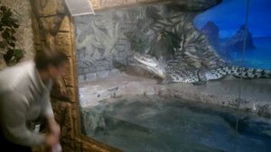 крокодил гребнистый