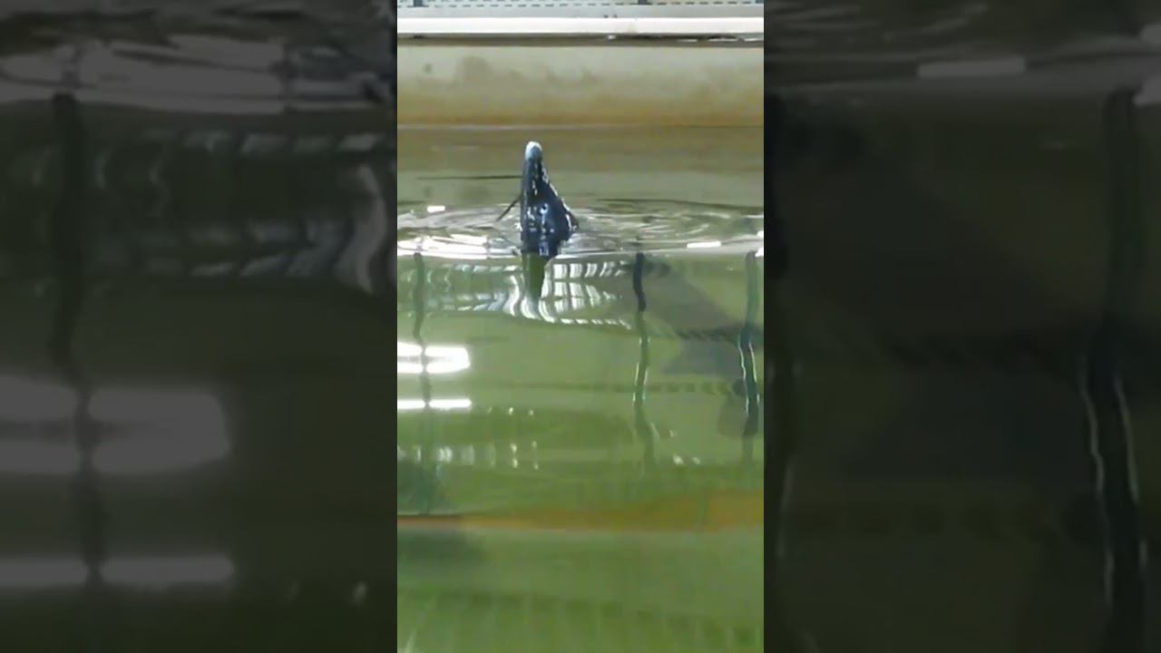 Плавание осетровым брассом.