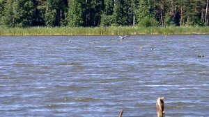 Полёт Цапли