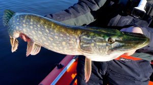 Щука утащила комплект за 50к, ответный подарок водоема.