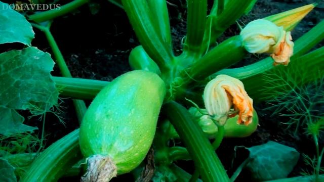 КАБАЧКИ ЗАГНИВАЮТ ЗАВЯЗИ - ЧТО ДЕЛАТЬ? смотреть онлайн