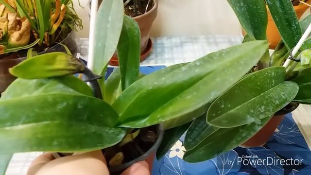 Орхидея Пафиопедилум(Венерин башмачек).Разница бутонов и больной Пафиопедилум.Исправление:цветонос. смотреть онлайн