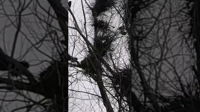 Грачи прилетели и начали строить свои гнезда. #весна #деревня смотреть онлайн
