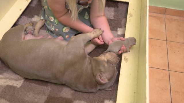 Собака хочет укусить новорожденных щенков! Видит щенков впервые! Странная реакция. смотреть онлайн