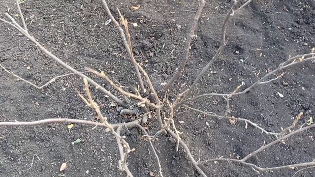 Важная обрезка смородины осенью для укрупнения ягод.м-н ДАЧА г.Каменск-Уральский.4 октября 2023 г. смотреть онлайн