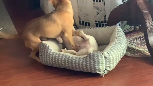 Wittmann & Merlin Father and Son Battle for the Dog Bed смотреть онлайн