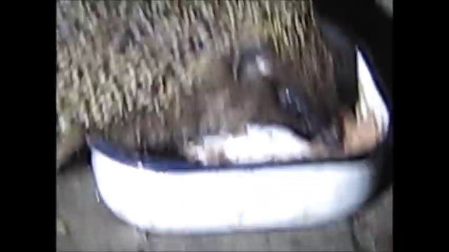 Ёж съел кошачью еду