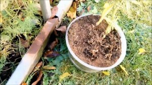 Осенняя обрезка флоксов и способы размножения.Herbstschnitt Phlox und Zuchtmethoden