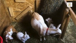 11 Домашние животные