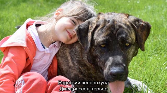 Самые добрые породы собак в мире: топ лучших