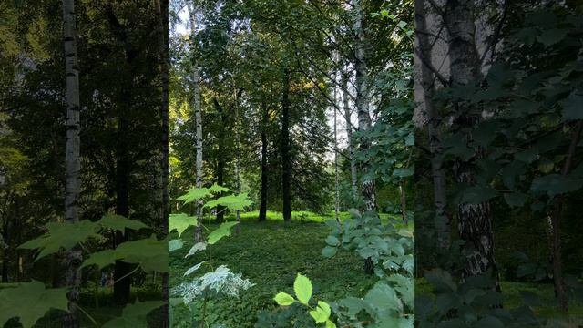Исцеляющая практика для внутренних органов и воспалений
