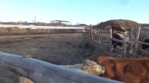 Сосед привел корову на обгул пустили два быка будет двойня.